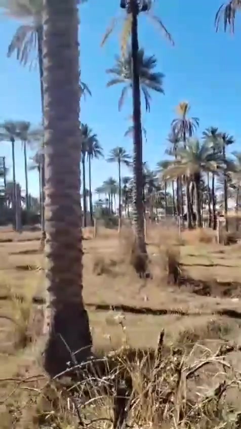 ام ماشه • ١٢٥٠م • مسيج بي ار سي