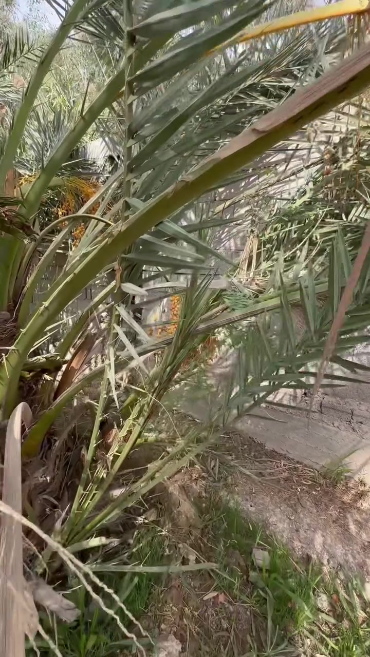 فسائل نخل • برحي • ٧ فسائل