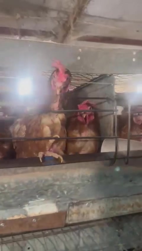 رجعنالكم بعروض جديده 4 دجاجات ب بعشره معا التنضيف بيك خير ودلل *********** فيومي وزن الكيلو ب 3500 سوق القياره فوزي الحمدان ابو حاتم الجبوري
