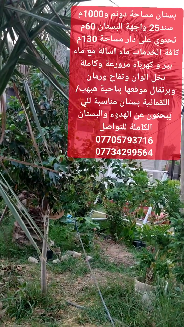 بستان ملك • ٣٥٠٠م • هبهب اللقمانية