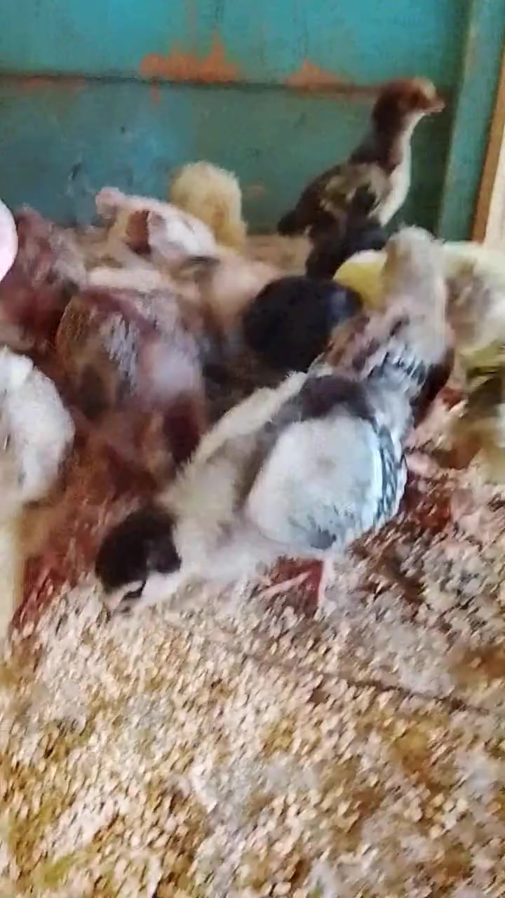 صواصي عرب اصلي • ٢٠ تك • ملقحات