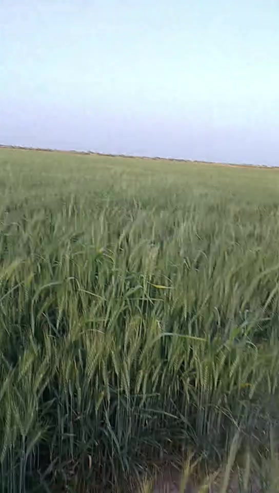 السلام عليكم ارض زراعيه 180دونم قانون 35 متوفر ماء كهرباء في واسط الكوت الدجيلي كيلو 17شاخه 3 تبعد عن التبليط 2كيلو متر وعن الشارع العام 8كيلو متر وعن مركز مدينت الكوت 25كيلو متر .***********
