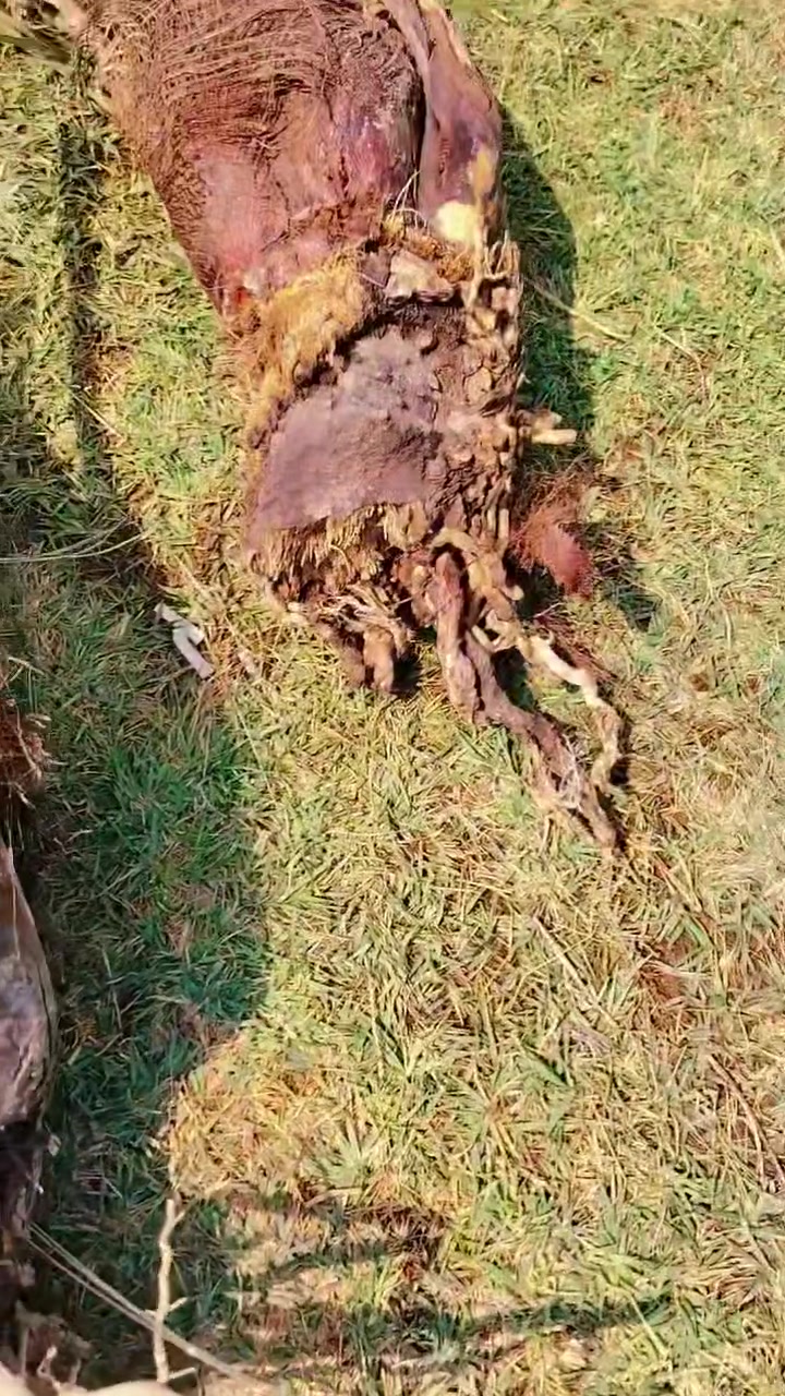سلام عليكم متواجد شلاع وكصاص تمر مكاني الحمزه شرقي ***********
