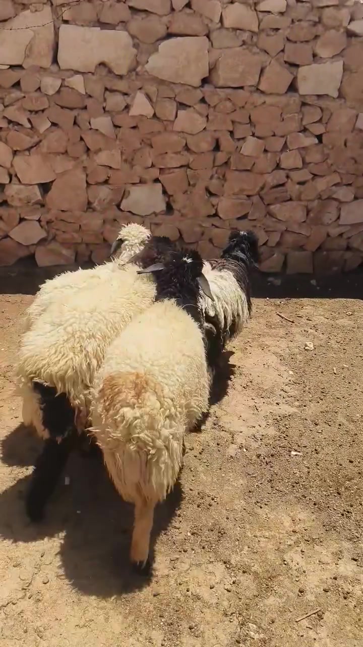 متاح ٤فطايم خشنه وسمن شرط نصاح حلوات من جنيه وين جنايه عل حلال نضيف حلوه درجه اوله فول مكفول سعر خاص مكان بروانه سنجك يوجد توصيل حسب لاتفاق ***********
