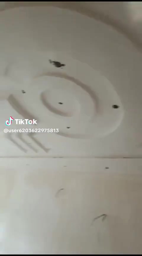 مبيضجي • متفرغ • درجة أولى