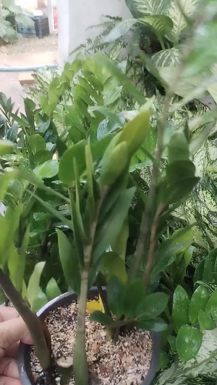 مسا الخير والعافية عليكم حبايب
وجبة حلوة ومميزة من نبات الاكلونيميا والزامبيا وصلتنا اليوم
جمال نشاط وكثافة ماشاء الله
 بإذن الله راح تعجبكم
سعر الاكلونيميا وبهالنشاط فقط ٩ الاف دينار
سعر الزامبيا فقط ب٧٥٠٠
اللي يحب يحجز يراسلنا خاص او واتساب على الرقم *********** ويدلل
واللي يحب يزورنا عنواننا خانقين بختياري الثانيا نهاية شارع العصائب واسواق صالح حمود وعدنا توصيل داخل خانقين وجلولاء والسعدية راسلونا وتدللون
