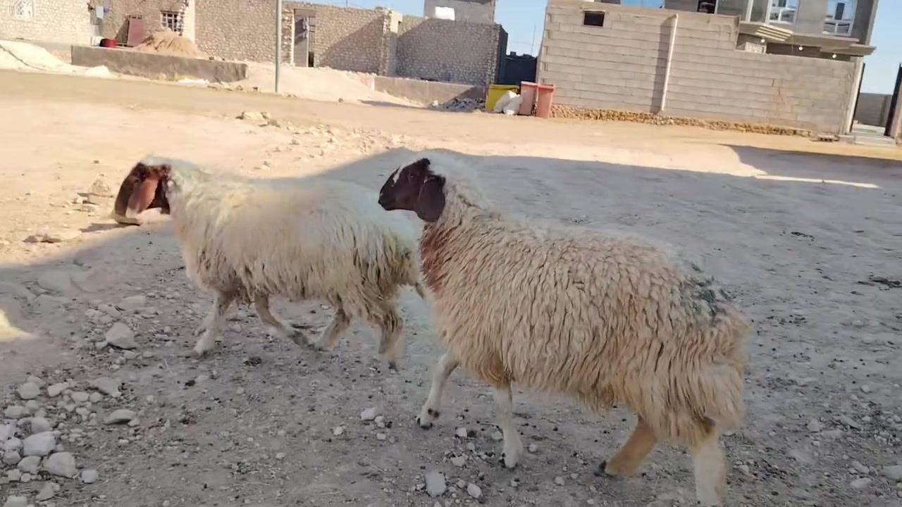 للبيع زوج ثنايه وحده مبدله سنين وحده بعد ما مبدله شرط نصاح على كل عيب المكان حديثة السعر 800 أي استفسار على هذا رقم ***********

