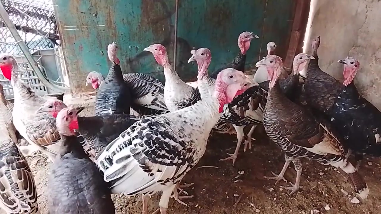 فسيفس عرب • فحلين • تكريت القادسيه