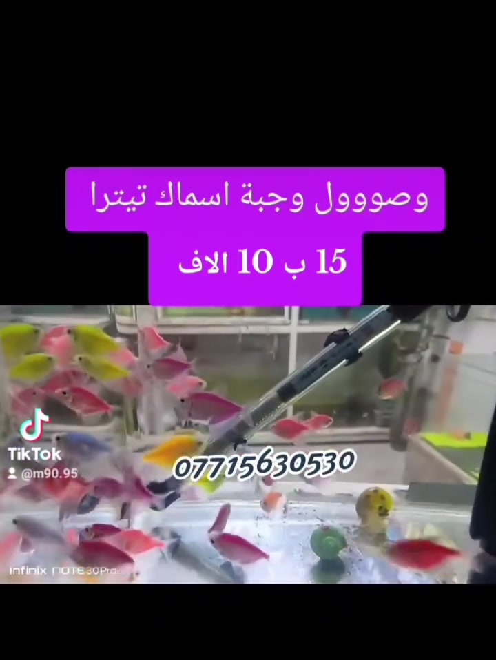 سمك زينة • تيترا • توصيل