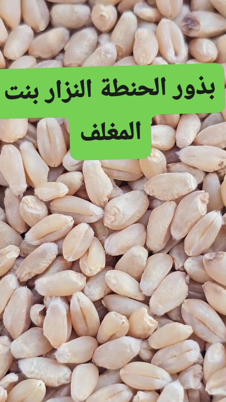 بذور حنطة • بنت المغلف • كركوك