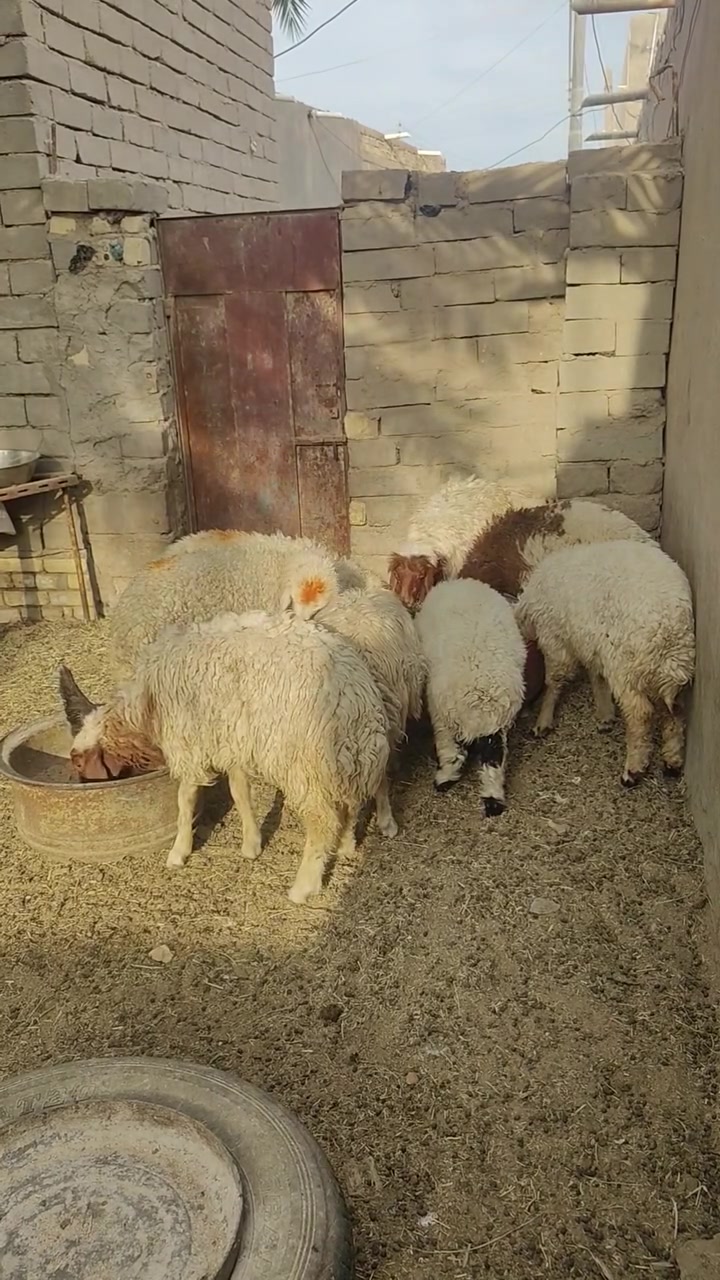 طليان • ذكور ونثايه • ناصريه البطحه