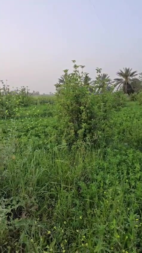 7 دونم سند 25 زراعي باسم شخص واحد خدمات كامله يبعد عن شط 100 متر الصويره البغداديه سعر دونم 75 للاستفسار على رقم ***********
