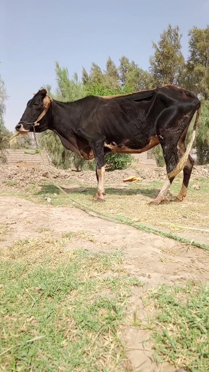عدد ٣ • مشروطات • بابل