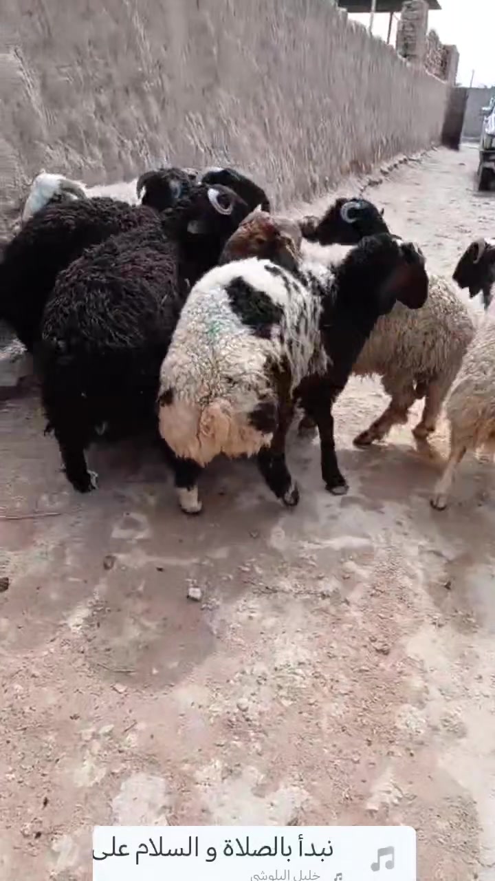حديثه بروانه سنجك • ٨ طليان • توصيل