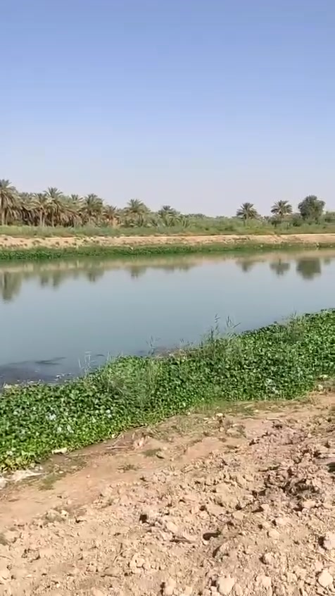 اللهم صل على محمد وال محمد 
ارض 5 دونم واجهة على شط الحلة طابو زراعي سند 25 
((مميزاتها))
1/على الشط مباشر واجهة 60 متر 
2/مسيجه بالكامل مع نظام سقي متطور للنخيل 
3/تحتوي على200 نخلة أنواع مختلفة 172 نخلة برحي و84 مجهول و2 قرنفلي و20 صكعي
4/نقطة تواصل كافة المحافظات كونها قريبة على السريع الجديد الاستراتيجي الرابط حلة نجف والسريع الدولي القديم وشارع الفياضيه وشارع خيكان الغربي العام 
5/ تصلح لكافة المشاريع الصغيرة والكبيرة سواء كانت سكنية ام مشروع خاص 
((سعرها حلو كلش اتصل وتدلل))
للتواصل والاستفسار واتساب او اتصال ***********
سعر الدونم 68 مليون
