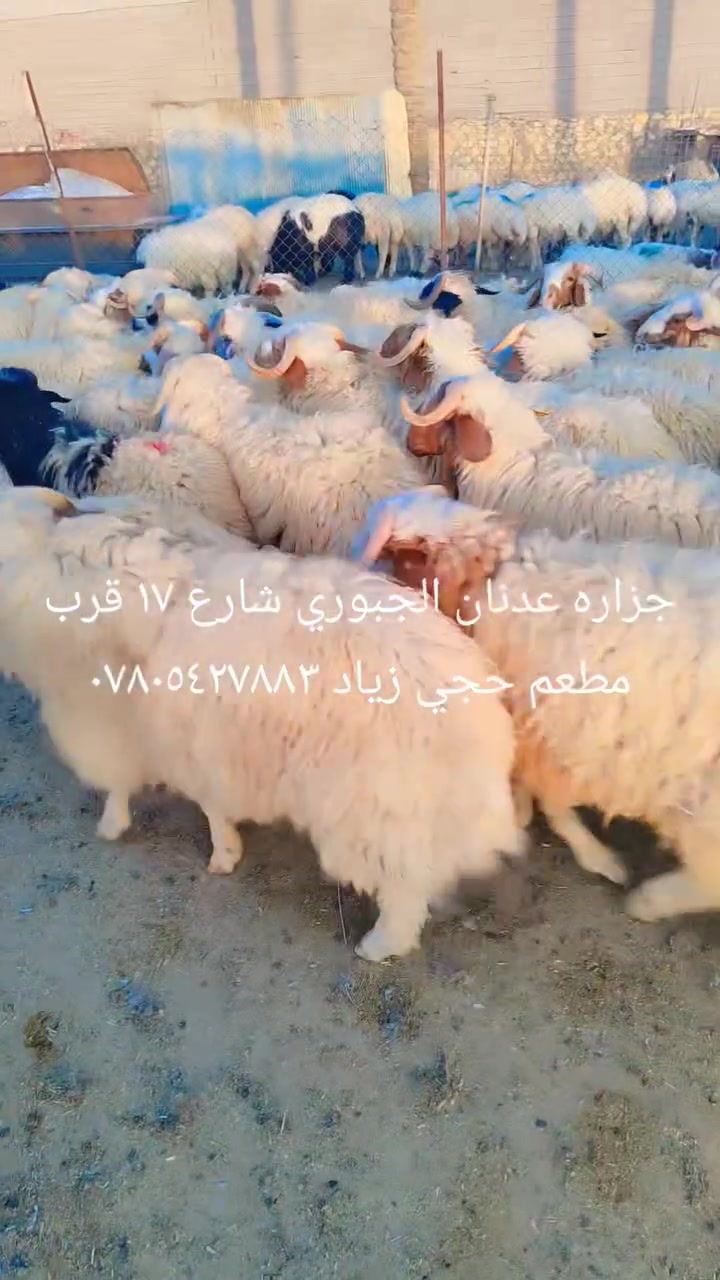 تعلن جزاره عدنان الجبوري سعر الطلي ديره  كامل ١٨ الف
 (طلي كامل )  شارع 17 قرب مطعم حجي زياد ***********  تاريخ ٢٩/٧
