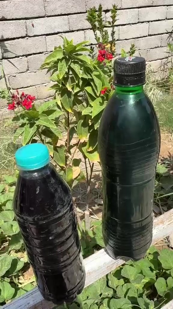 عندك نخيل سدر مزرعه خضره فعال لجميع الشتلات خلال10ايام راح شوف فرق كلش هواي منشط مجذر مبيد فطري شرط الضمان مشتغل يرجع توصيل مجاني مجاني بني منصور هوير المدينه الخاص فقط البصره توصيل5الف الوساب  ***********
