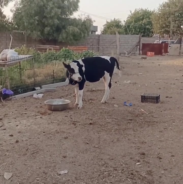 حوليه بجر للبيع 
سعر مليون و 850 الف 
مكان القيارة 
الاتصال 
***********
