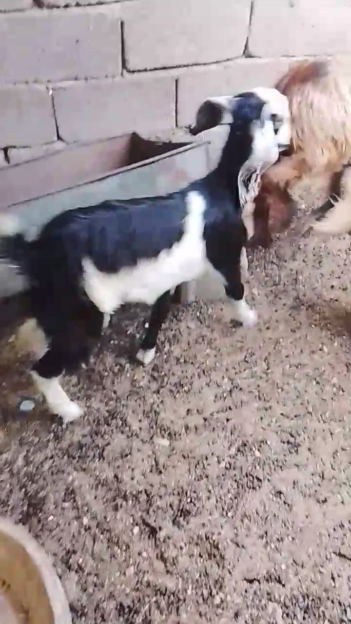 صخول • نثيه وفحل • البصرة الزبير