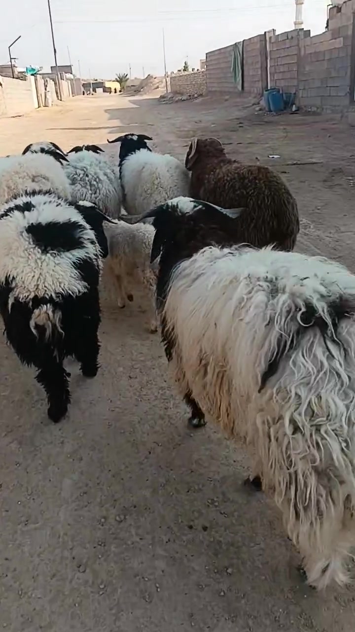 سمان • عدد٨ • حديثه بروانه