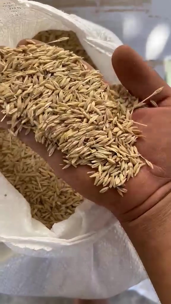 على بركة الله وصول شعير عربي مال طشاش إلى مكتب اعلاف الدجيل العنوان الدجيل الشارع العام قرب مدخل عواره للإستفسار ***********
