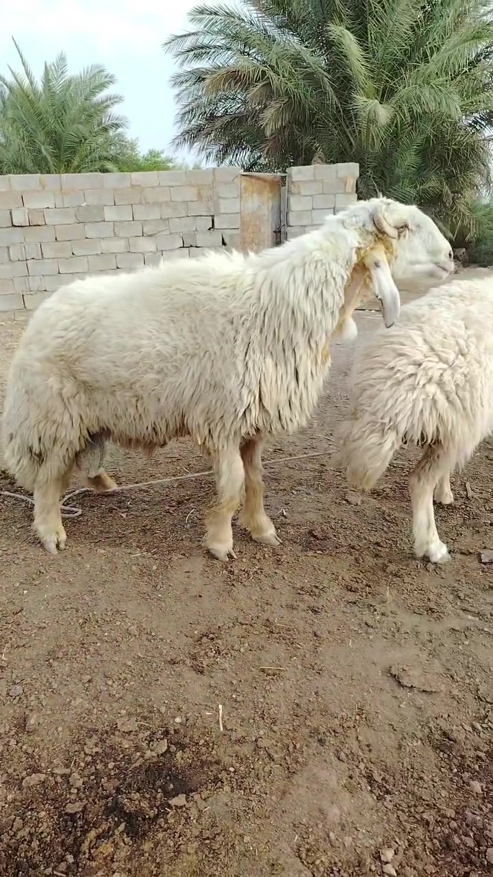 نوادر • واسط الكوت • توصيل