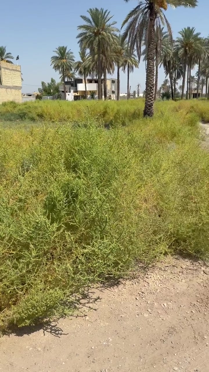 للبيع أرض زراعية  

📍 الموقع: ناحية النيل – على سريع النيل  واجهة على الخدمي مباشرة / قرب محطة وقود الحضارة 
📐 المساحة: 472 م²
 الملكية: طابو زراعي – سند 25
📏 الواجهة: 19 م
📏 النزال: 25 م 
   موقع مميز وقريب جدًا من الطريق 
السريع يصلح للسكن او للأغراض التجارية
السعر :90 مليون وقابل للتفاوض
***********
