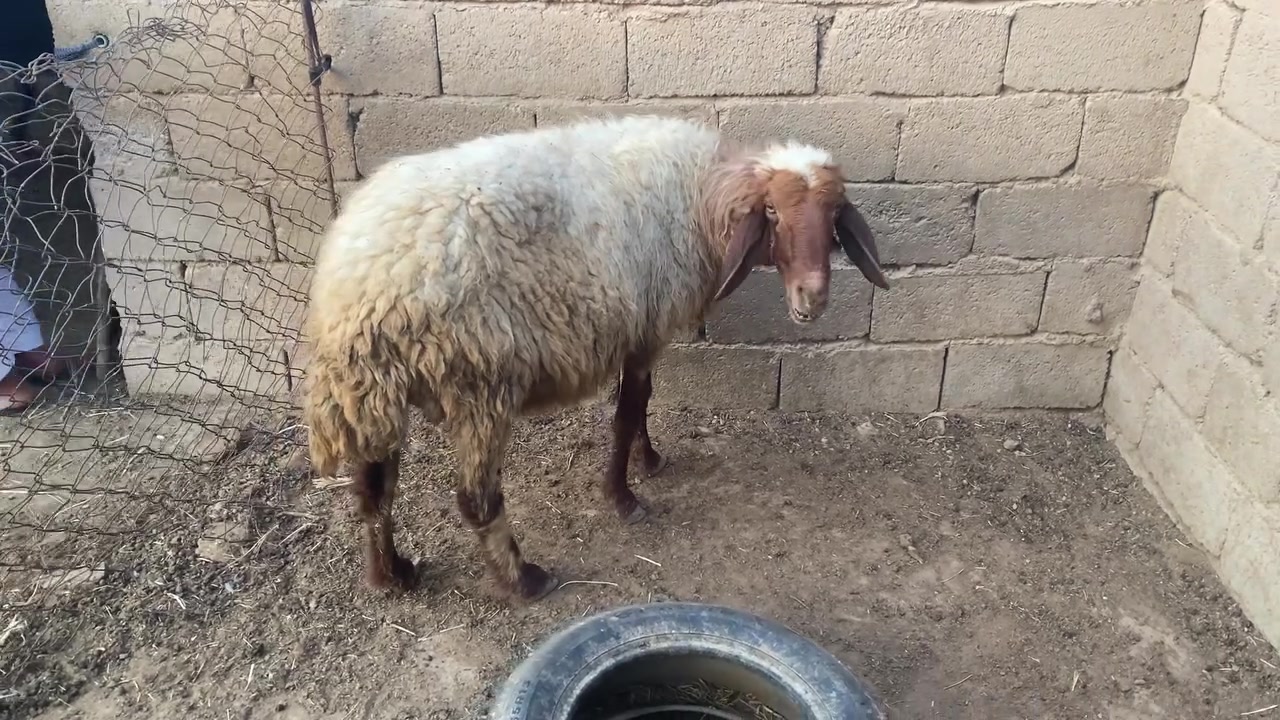 سلام عليكم هذني أشياه اثنين البكعه ام ثالث بطن والشكره جبيره الشياه صاحيات ومشروطات من كل عيب كافزات صار الهن  شهر ونص أبيع فارقات عن المفاشل اليريدهن يخابر على هذا رقم وبيه خير ويدلل ***********ملاحظه خوان انه مكلف بالنشر لحد  يدخلي خاص رقم الموبايل بيه واتساب
