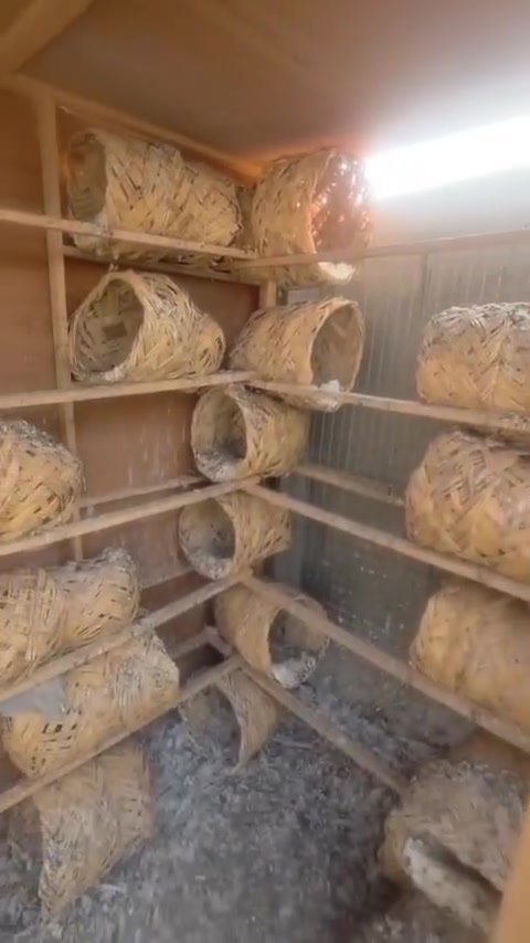 قفص حديد • قفص خشب • درجة اولى