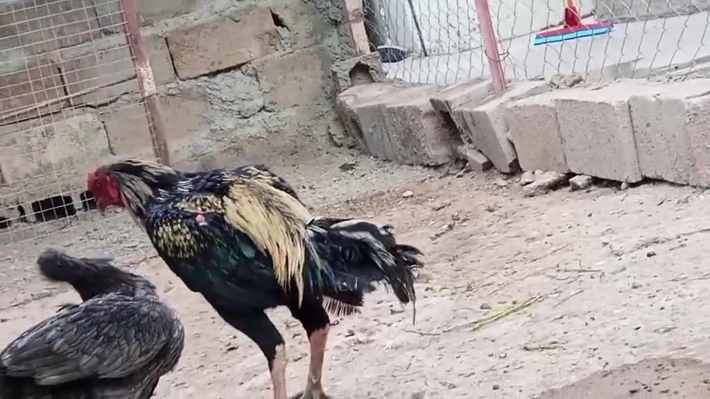متاح ديك هراتي فول الفول شرط النضافه والصحه المكان ديالى المقدادية الهارونيه العباره السعر المطلوب 50 وبي مجال قليل او يرجى الاتصال بصاحبه على الرقم ***********
