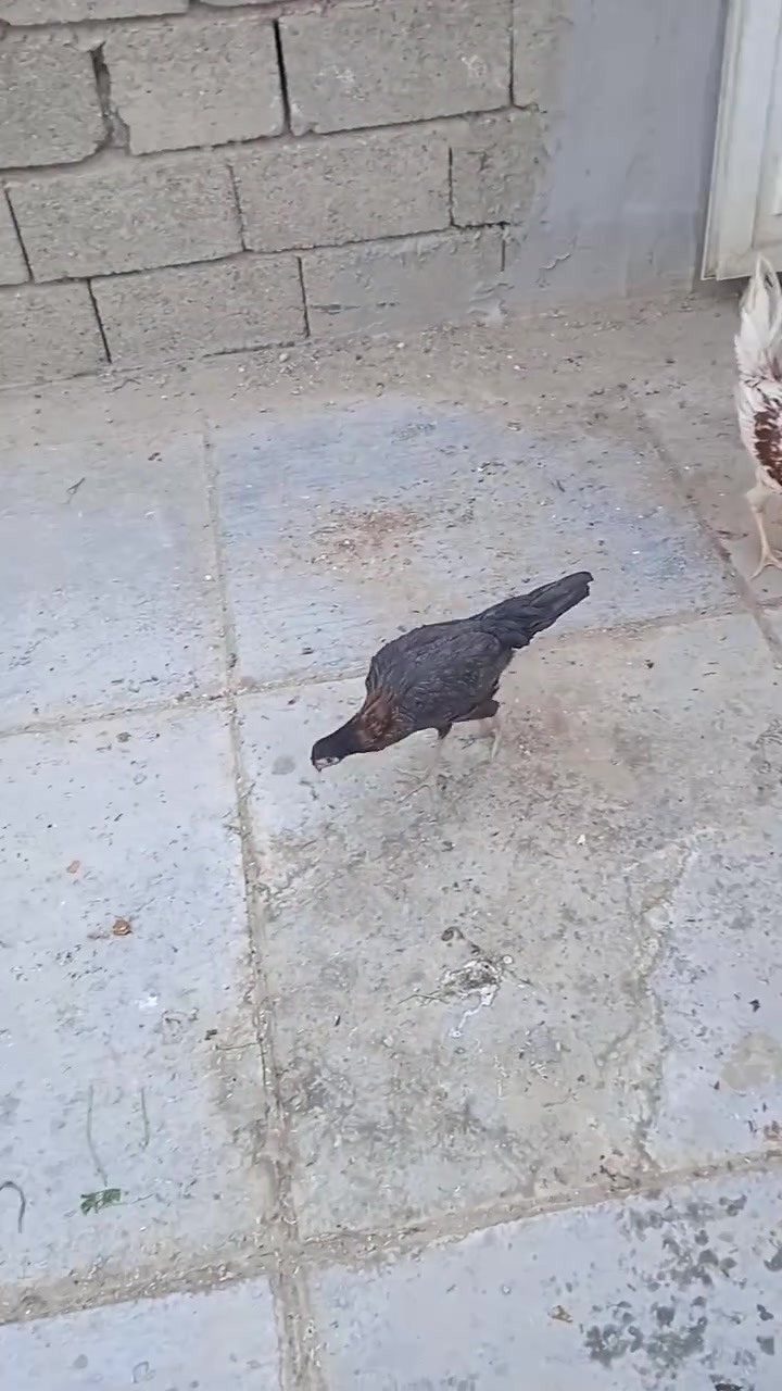 دجاج • ديك • الحميديه بغداد