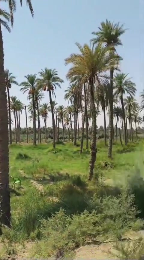 دونم 800 متر طابو زراعي سند  25 الوجه 30 متر على شط الكوفه قرب كلية العلوم والزراعه ماء كهرباء كافة الخدمات مركز صحي الوجه 30 ونزال 115 على شط الكوفه محافظة النجف الأشرف لا شرف بيه 50 نخله ماء كهرباء كافة الخدمات مركز صحي الحواتم ماء أسأله السعر خاص لا ستفسار على الرقم وبي واتساب ***********
