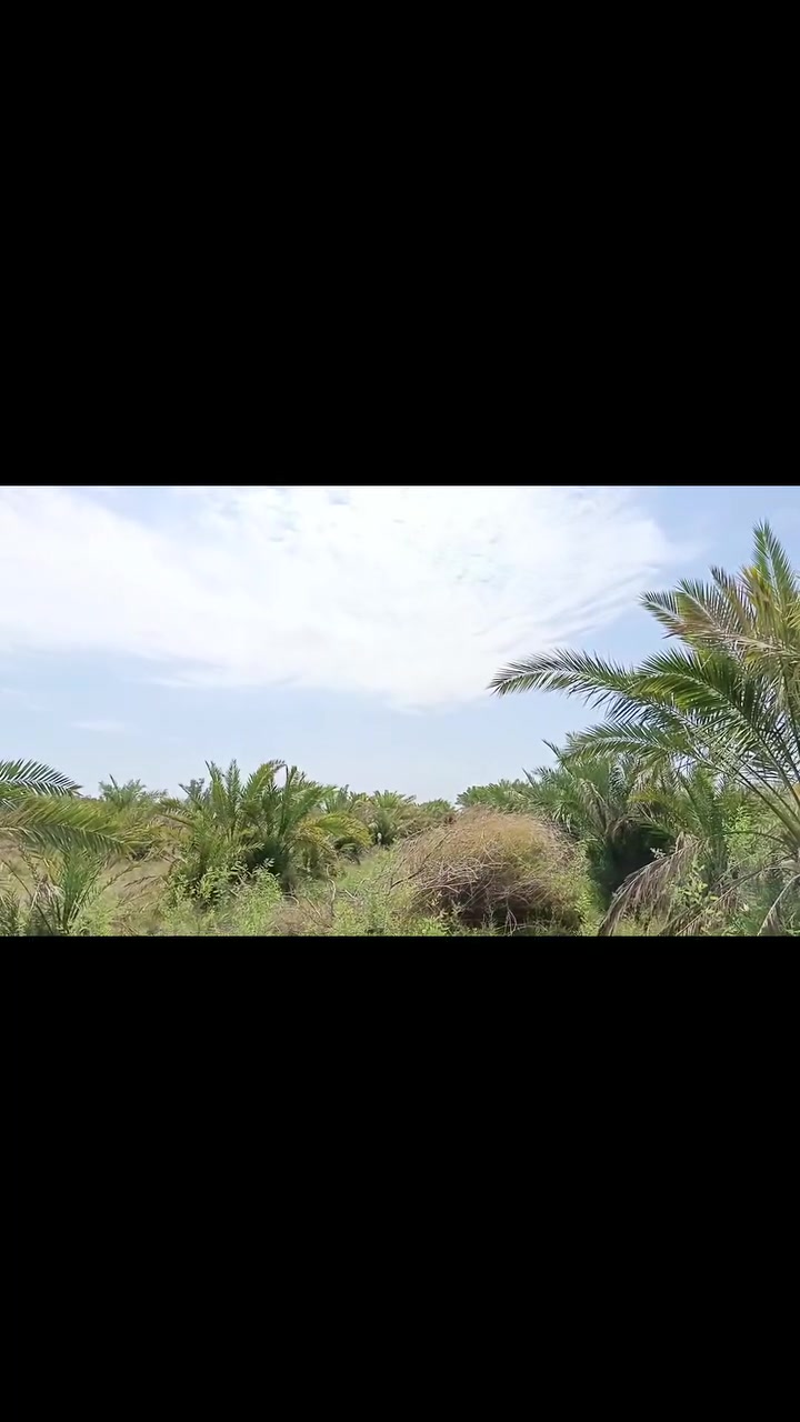قضاء النصر • ٤دونم • زراعي