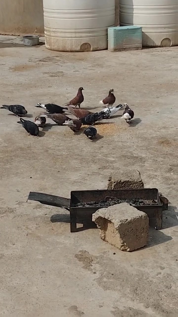 قەزای ڕزگاری • ٤٠٠٠ شوێن • جوتی