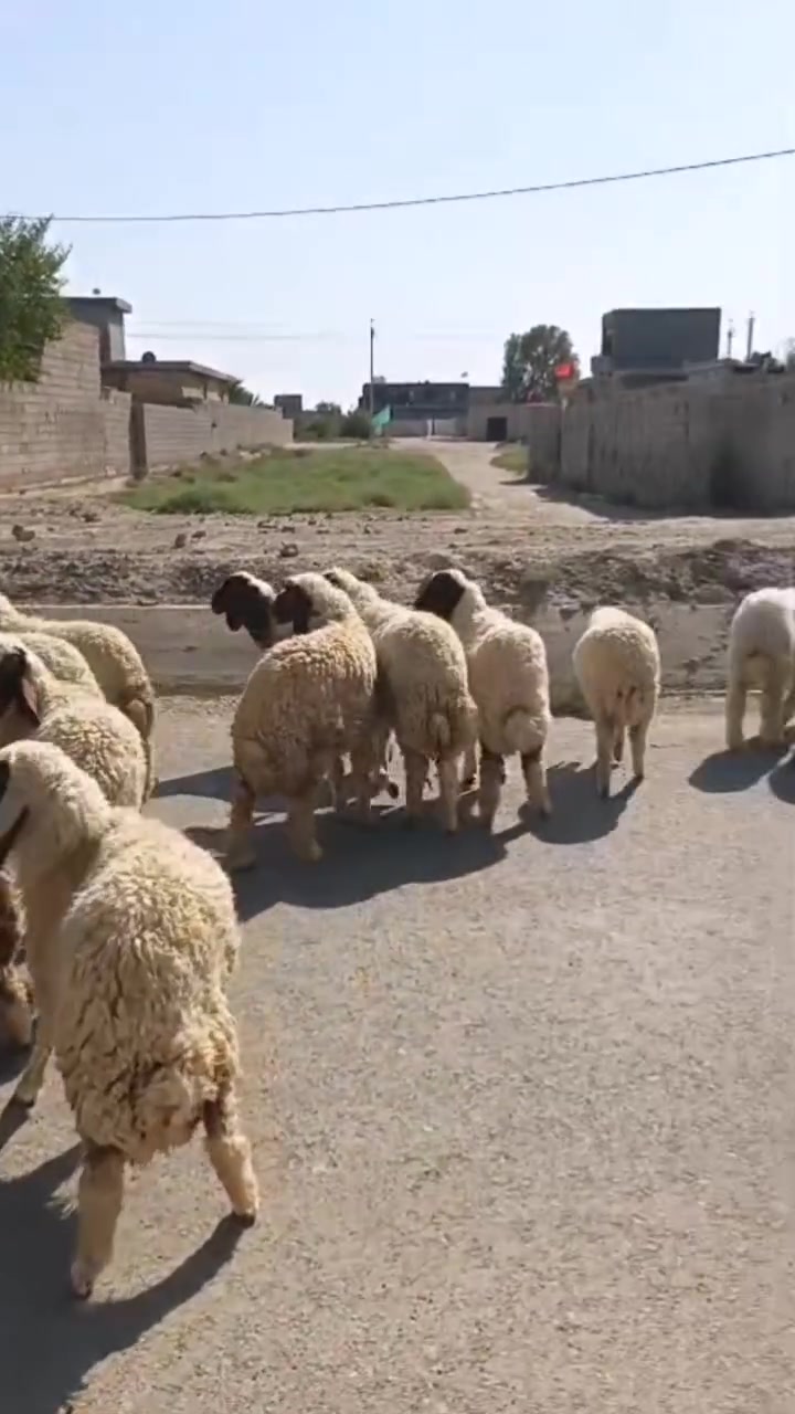 بسم الله ما شاء الله
#نباع الحلال ١٤ طلي وبالخير عل مشتري ملاحضه شتريد من طليان ارباط وكصابه عندي الرباطه اجهزك منل واحد لل ميه وبل خدمه المكان واسط الشحيميه قريه ١٠
***********
