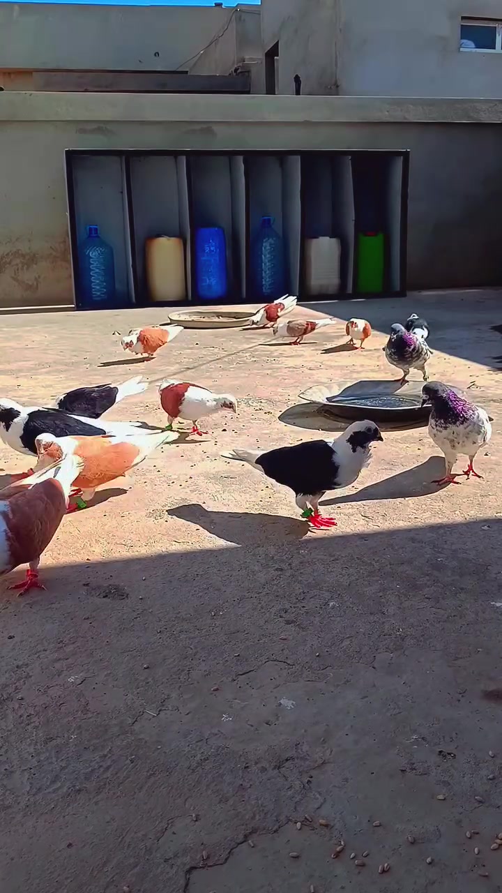 حمام • شلع • ٦ ازواج