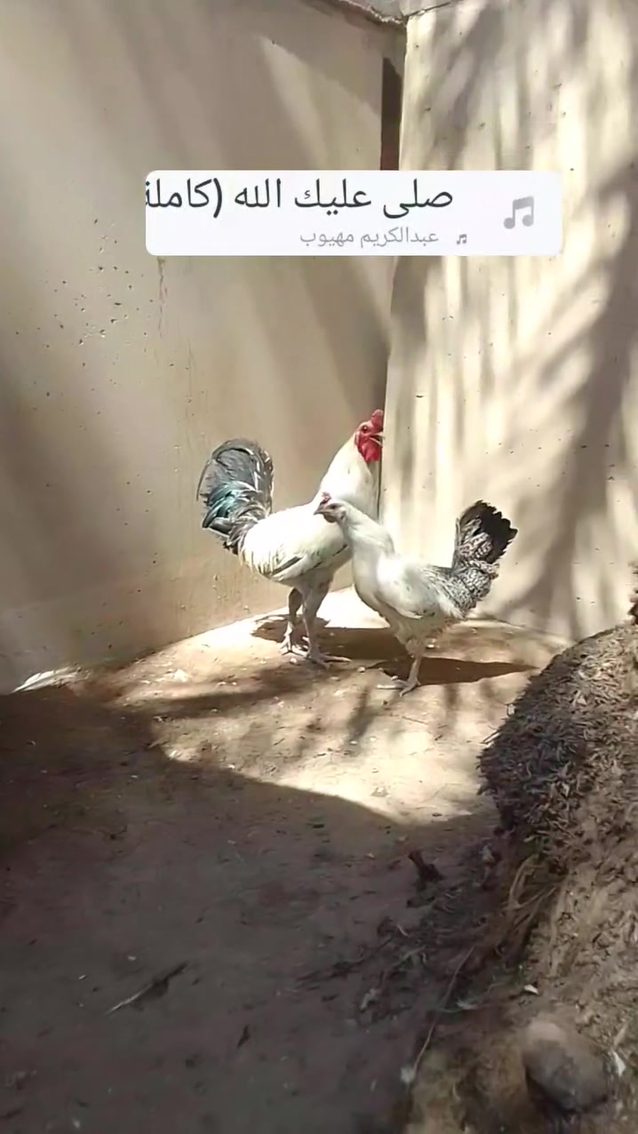 متاح للبيع دجاجه وديك فيومي فضي اصلي خط اول عمره 8 شهر ونص شرط نصاحه فول شرط بياض سعر الزوج 50 بيها الطيبين مكاني قضاء عنه براس الغربي شراي يدخل خاصه ويتصل على رقم الهاتف ***********
