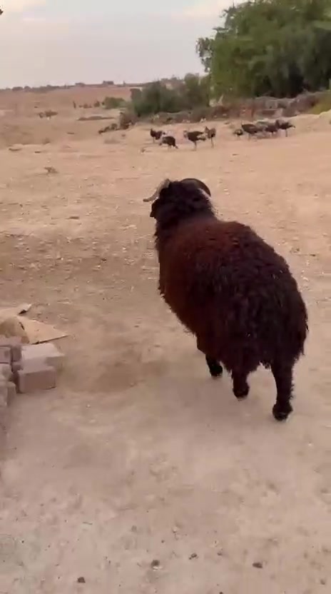 طلي سمين • ٢٥ كيلو • حديثه الحقلانيه
