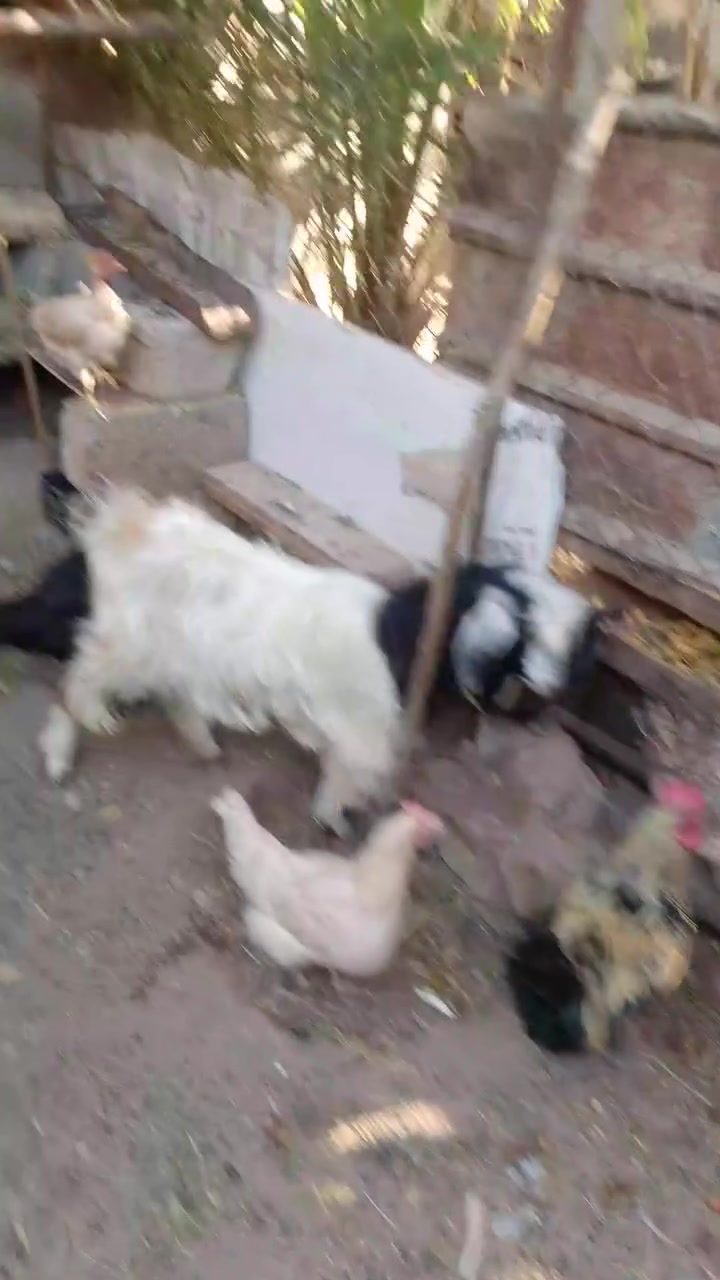 متاح دجاج عرب ١٠ دجاجات بيهم ٢ براهمه و٣ ديوكه شلع ١٦٠ قفل  ***********
