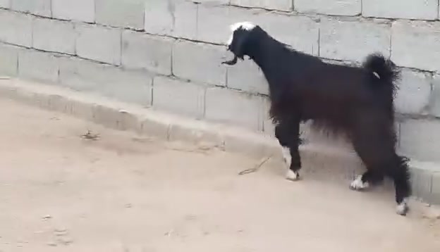 جدي • خشن وسمين • الكرابله حي الزيتون
