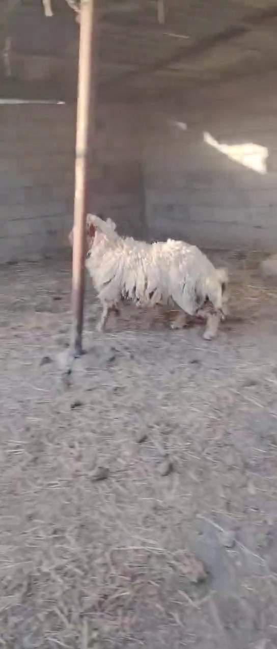 ورجين فحل ابن العام سمين كلش شاطر كلش مكاني كربلاء طوريج بداية شط الله ***********
