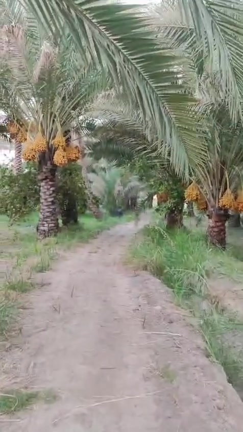 يا الله للبيع بستان بمساحة 4 دوانم عله شارع مباشر لمكان كربلاء لحسينيه لسعر (***********
