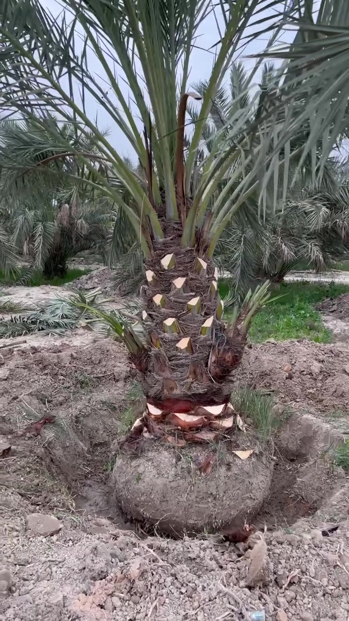 يعلن معرض نخيل ابو الخصيب
عن بيع اميات برحي  ونواع اخره
وبيع  فسائل برحي ومجهول
مستعدون للتجهيز المشاتل ودوائر الدوله
البصرة ابو الخصيب مجاور حسينية العاشور 
للاستفسار أكثر الاتصال ع 
***********
***********
