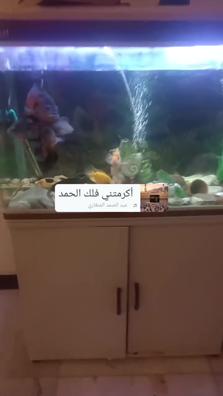 حوض سمك للبيع هوه وسمك وغراضه كلهن ٢٥٠ لستفسار اتصل ***********
