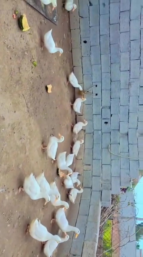 بط مصري وزائدا هولندي للبيع ***********
