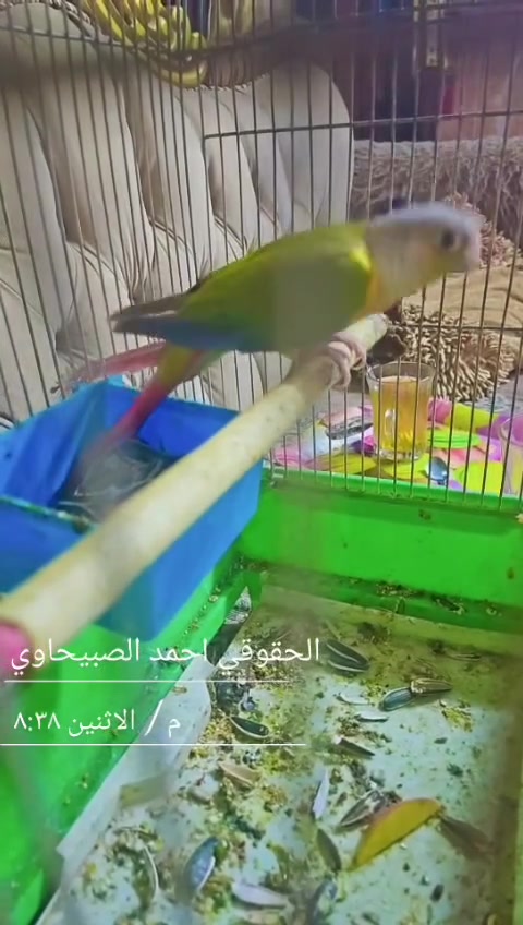 السلام عليكم كنيور اليف طينه مكاني بغداد الكماليه رقمي هذذا ***********
