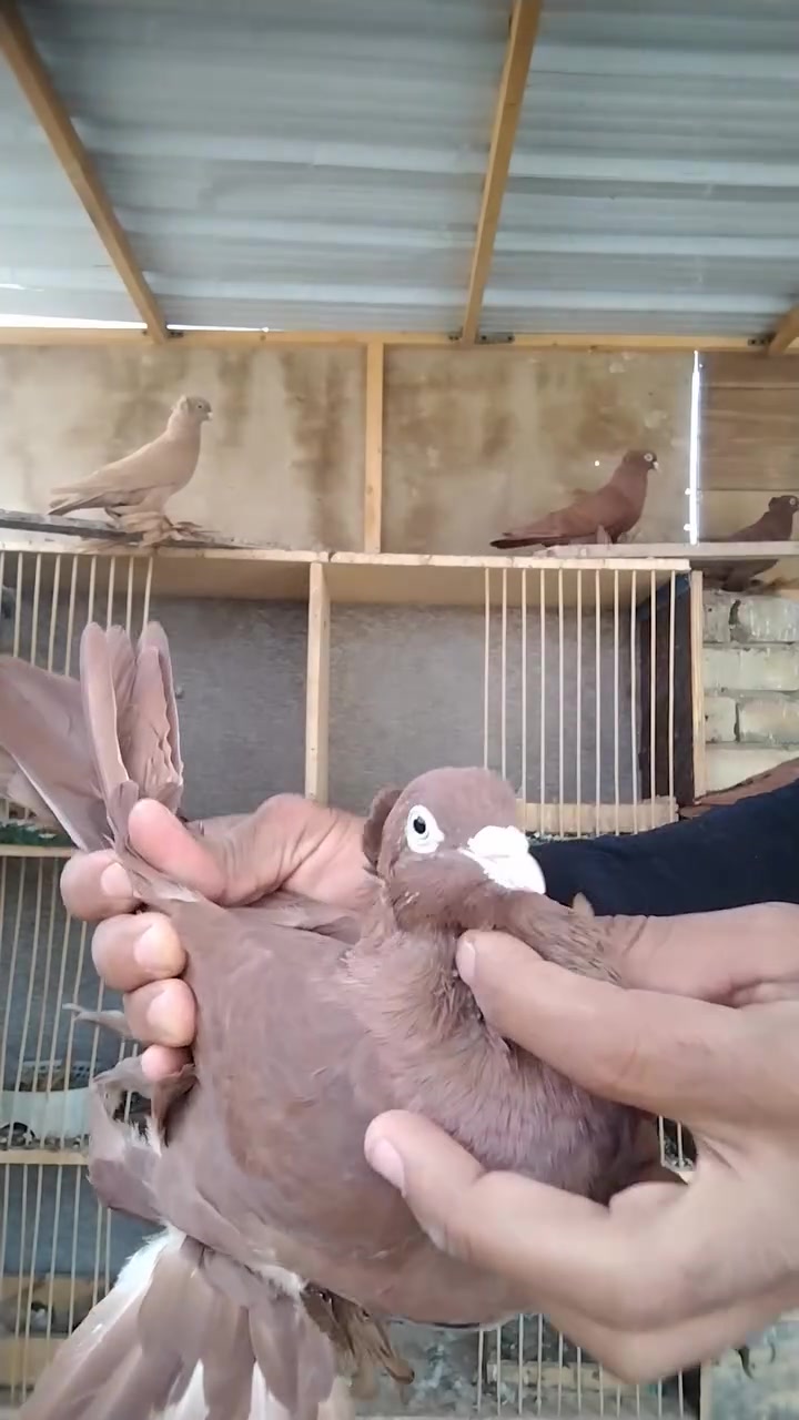زوجين • حمر • توصيل نجف