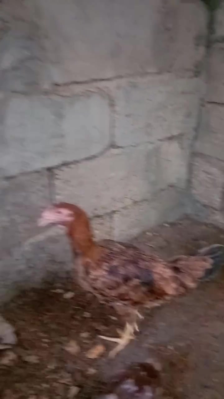 السلام عليكم
متاح فراريج وكم ديج بس مو كصه وحده مثل متشوف بتصوير يطلعت ١٨ اقل محاسبهن الزوج ب ١٥ وبيهن مجال المكان بغداد التاجي الشيخ حمد ***********
