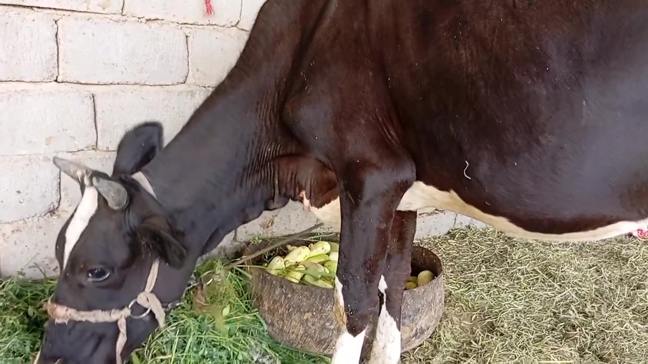 بجر • أول بطن • ضمان حليب
