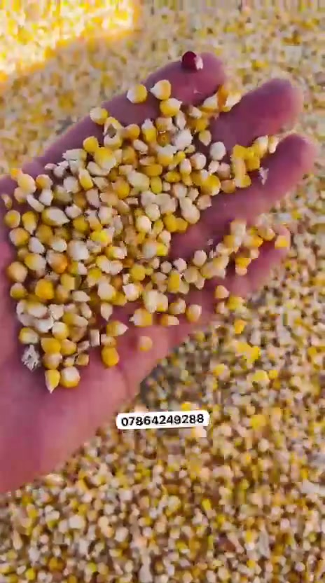 بذور • ذرة هندية • توصيل